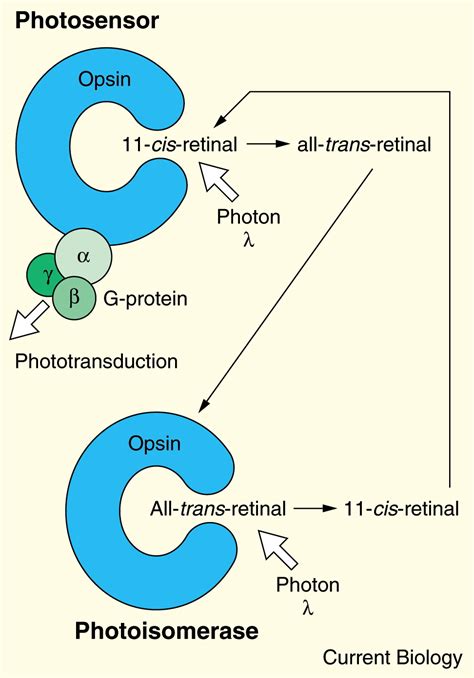 Opsins And Melanopsins Current Biology