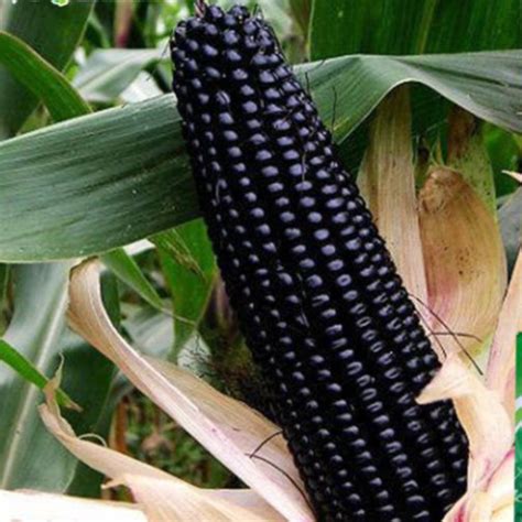 G Pack Sweet And Glutinous Black Corn Seeds Biji Jagung Hitam