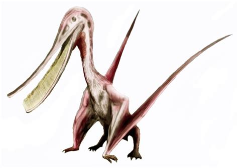 Pterodaustro Pictures And Facts The Dinosaur Database