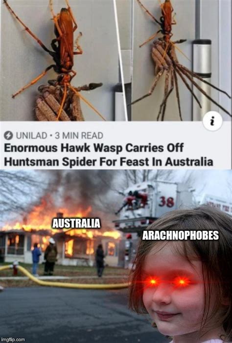 Australia Spider Meme