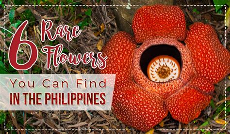 Flowers That Grow In The Philippines Best Flower Site