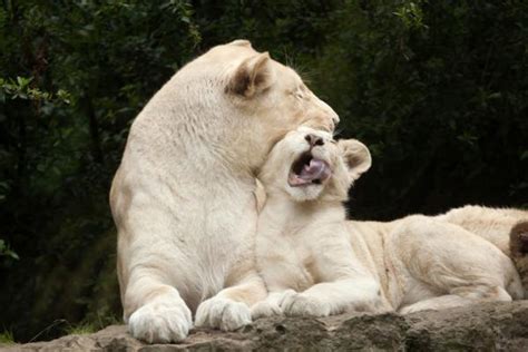 Top Imagen Cuantas Especies De Leones Existen Abzlocal Mx