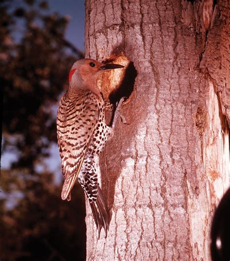 Flicker | Woodpecker, Nesting & Migration | Britannica