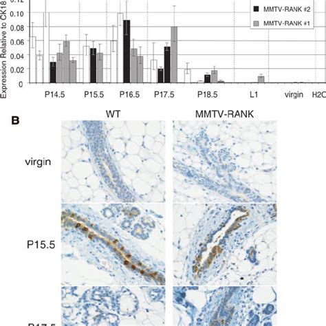 RANKL Expression Is Comparable Between WT And MMTV RANK Mammary Glands