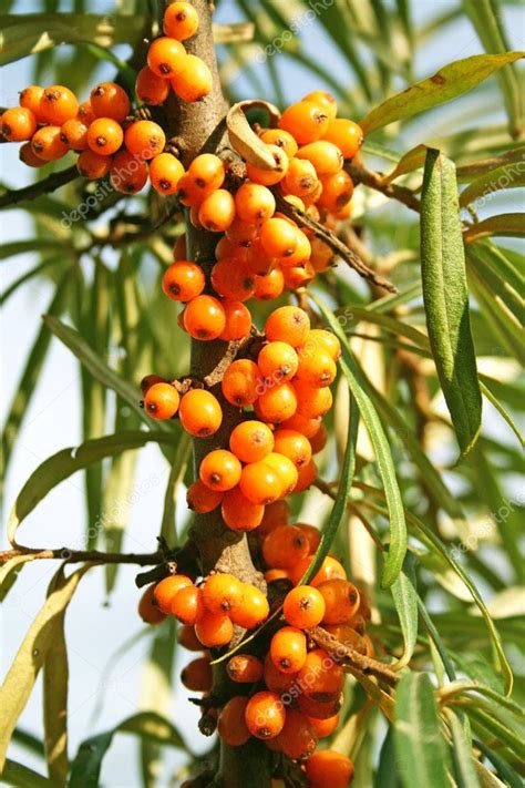 Sea buckthorn berries — Stock Photo © ursula1964 #1188271