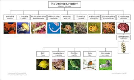 Animal Kingdom Chart from Montessori for Everyone