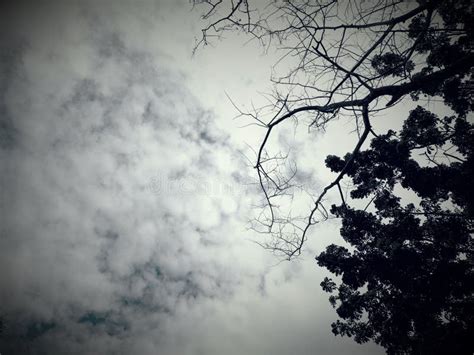 Photographing Trees when the Sky is Cloudy Stock Image - Image of ...