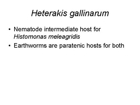 Other Flagellated Protozoa Giardia Duodenalis Spironucleus Meleagridis Trichomonas