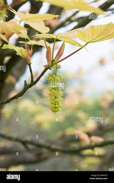 Acer pseudoplatanus flor fotografías e imágenes de alta resolución Alamy