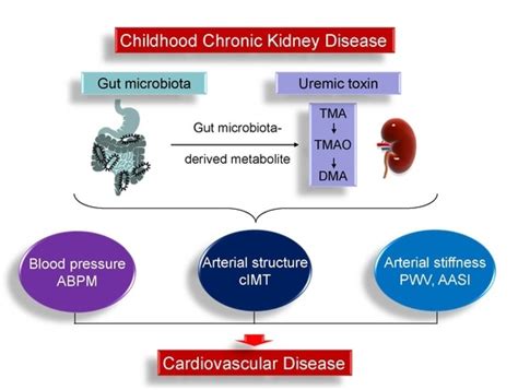 Ijms Free Full Text Gut Microbiota Dependent Trimethylamine N Oxide