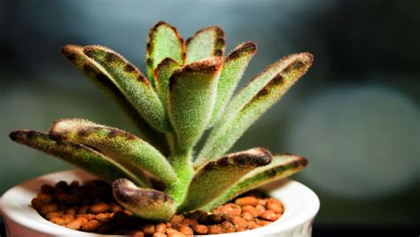 Como Cuidar Da Suculenta Orelha De Gato Kalanchoe Tomentosa Veja O