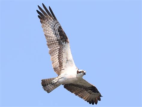 How to Identify an Osprey | LycoBirds