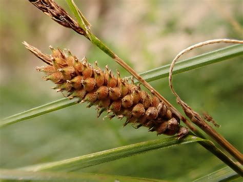 Carex Pellita Woolly Sedge Woolly Sedge Forming A Dense Flickr