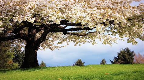 Spring Desktop Backgrounds Wallpapers (75+ images)