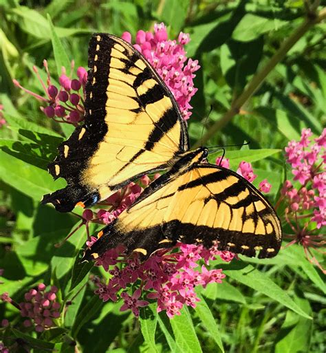 Content in a Cottage: Monarch Butterfly on Milkweed