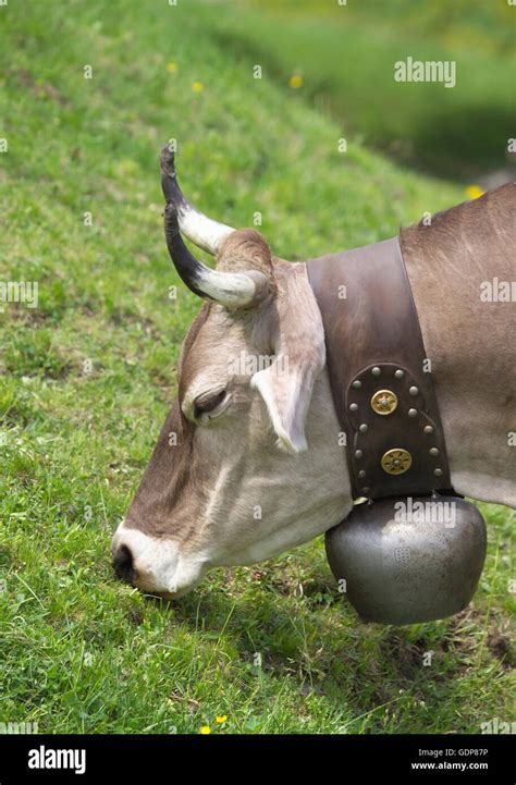 Cow Wearing Cow Bell Grazing Swiss Alps Switzerland Stock Photo Alamy