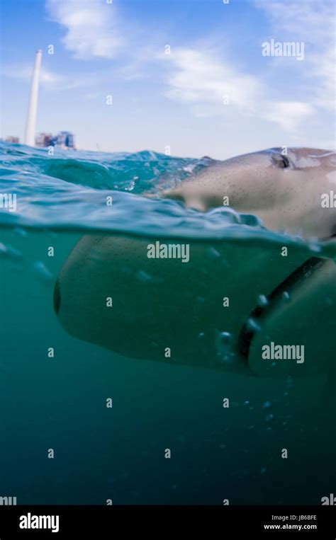 Shark Tracking Device Hi Res Stock Photography And Images Alamy