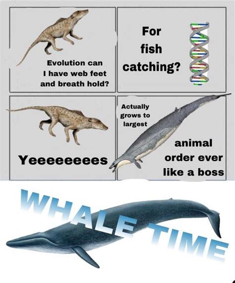 Whale Time Evolution Can You Give Me Wings Know Your Meme