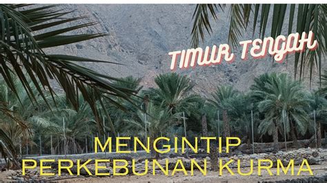 Melihat Lebih Dekat Perkebunan Kurma Di Timur Tengah Youtube