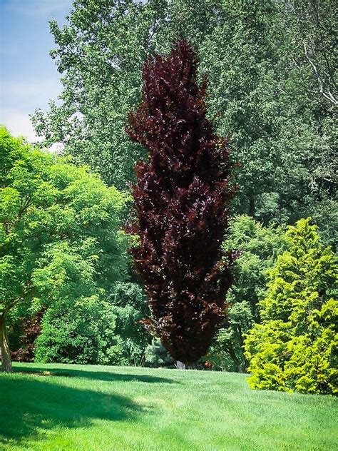 Columnar Purple Beech Trees For Sale Online The Tree Center