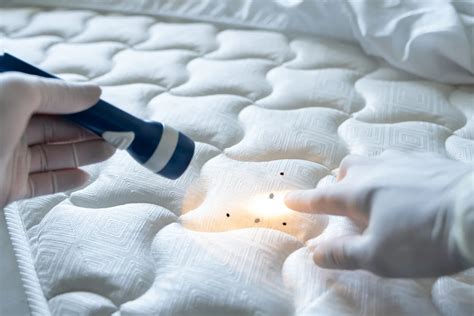 How To Kill Bed Bugs On A Mattress Storables