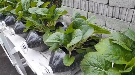 How I Grow Bok Choy Using Plastic Bottles Bolonsoy Garden Youtube