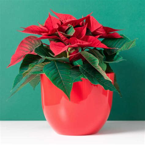 Poinsettia Plant Care How To Grow Poinsettias