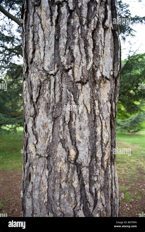 Pinus Nigra Bark