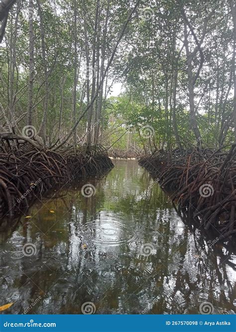 Mangrove Forest stock photo. Image of location, bali - 267570098