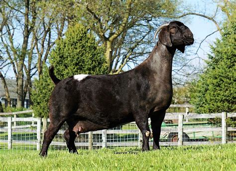 Home Tadita Colored Boer Goats