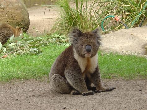 Ballarat Wildlife Park - Koalas Wallpaper (230772) - Fanpop