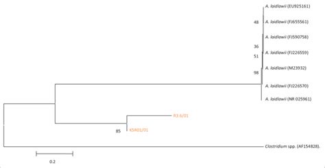 Phylogenetic Tree Based On The 16S RRNA Gene Sequences Of Two Field