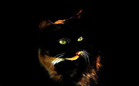 Eyes Chatte Noir Eye Hd Wallpaper Peakpx