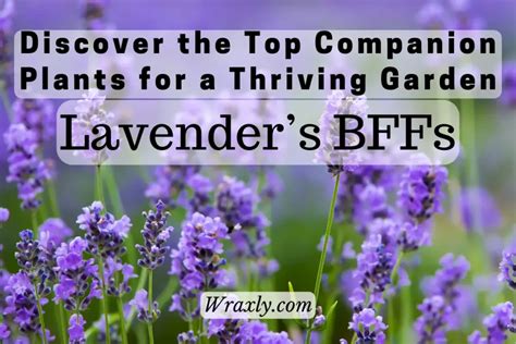 Lavenders BFFs Discover The Top Companion Plants For A Thriving