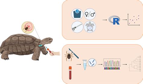 Methodological Flowchart Individual Characteristics Were Recorded Such Download Scientific