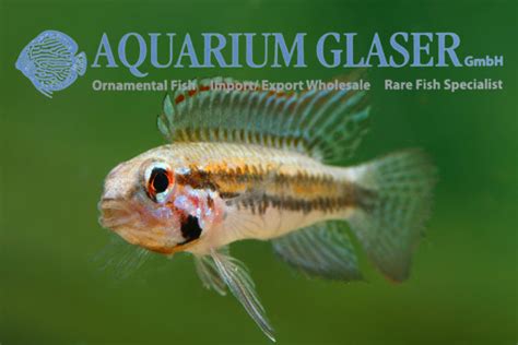 Apistogramma Psammophila Aquarium Glaser Gmbh