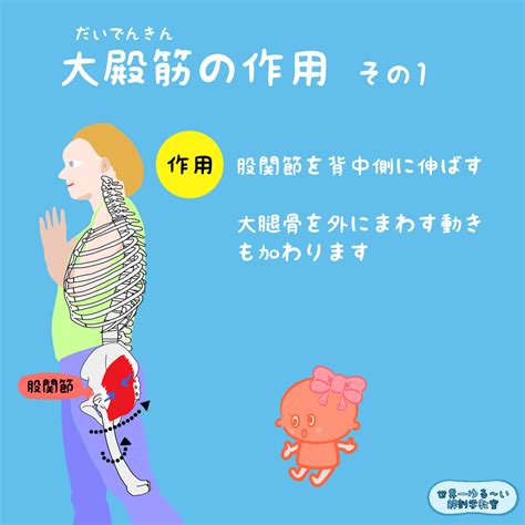 Anatomy Yogaリアル解剖学教室 3．大殿筋（だいでんきん）の作用 その1