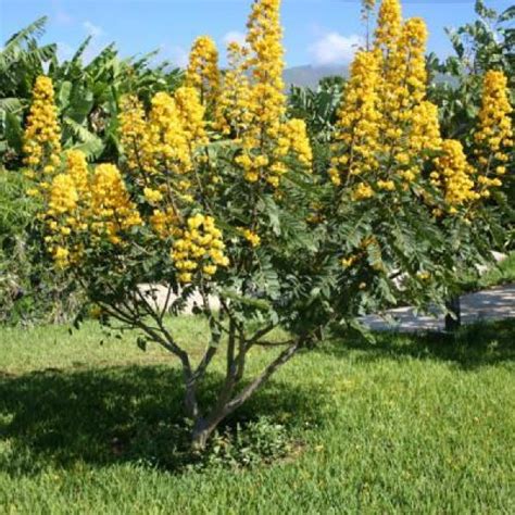 Health Benefits Of Senna Alata The Candlestick Plant, 60% OFF