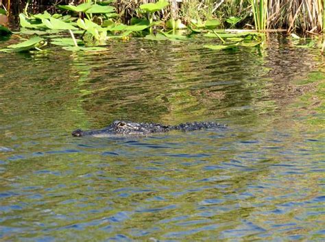 I 75 Alligator Alley Florida - Is Alligator Alley Dangerous?