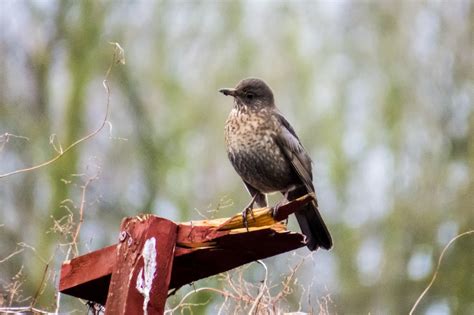 Kostenlose Foto Natur Ast Vogel Tierwelt Schnabel Fauna