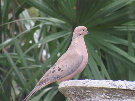 Mourning Dove Vs Pigeon Whats The Difference Birds And Blooms