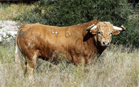 Rese Ando Toros Con Carmelo Garc A Estos Son Los De Torrealta Para