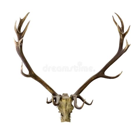 Deer Antlers Isolated On White Royalty Free Stock Image Image 35174546