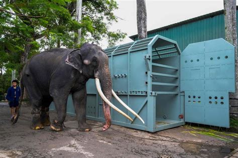 Neglected Thai elephant prepares for jumbo flight home - We love Thailand