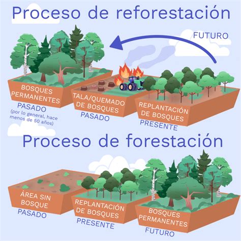 Details 48 forestación de árboles Abzlocal mx