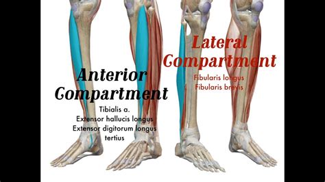 Lower Leg Muscles Anterior And Lateral Compartments Youtube