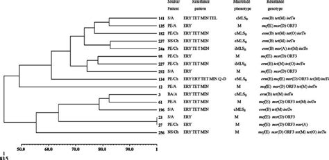 Dendrogram Depicting The Genetic Relatedness Of Commensal G