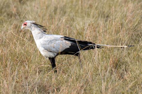 African birds of prey show signs of population collapse, researchers say