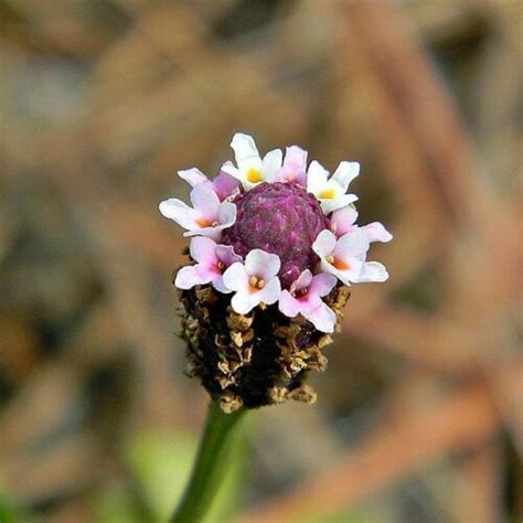 Matchweed a.k.a. frog-fruit(300 seeds)fresh this season's harvest{RARE & EXOTIC} | eBay