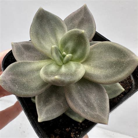 Echeveria Shichuensis Dk Succulents Korea Rare Korean Succulents